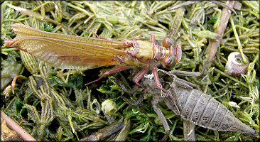 Unidentified Dragonfly