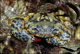 Eriphia gonagra Redfinger Rubble Crab