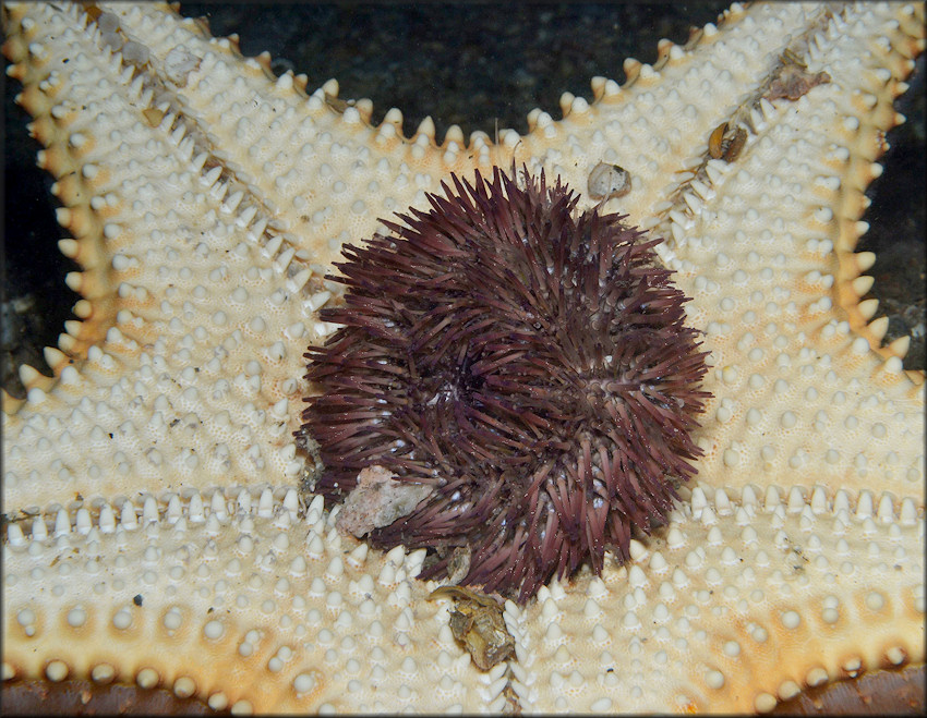 Oreaster reticulatus Cushion Sea Star Feeding On Sea Urchin