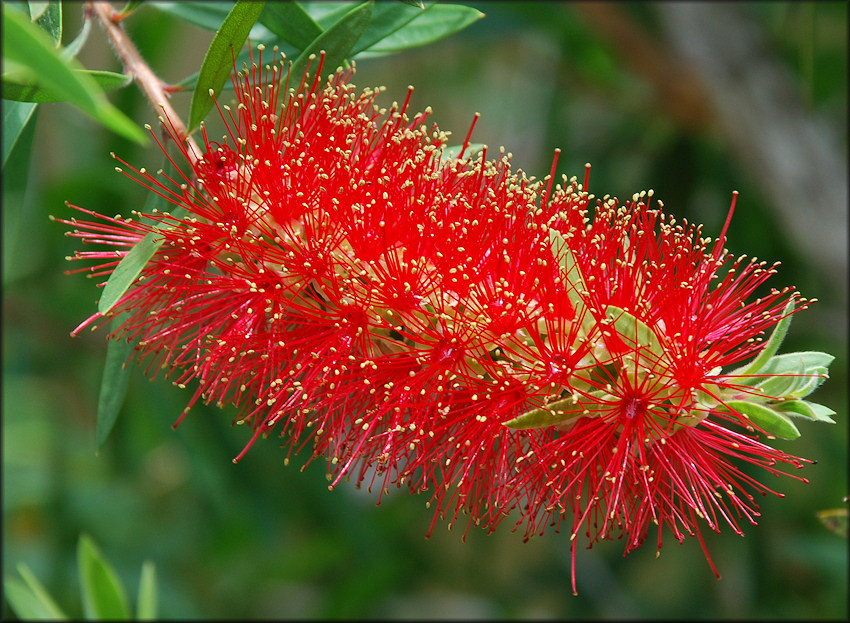 Bottlebrush Tree [Callistemon rigidus]