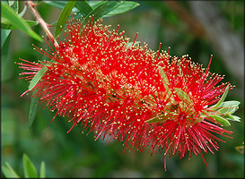 Bottlebrush Tree [Callistemon rigidus]