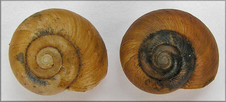 Mesomphix pilsbryi (G. Clapp, 1904) And Mesomphix globosus (McMillan, 1940) Comparison