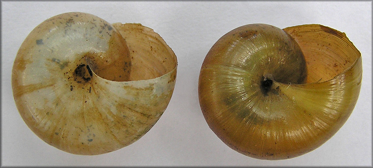 Mesomphix pilsbryi (G. Clapp, 1904) And Mesomphix globosus (McMillan, 1940) Comparison