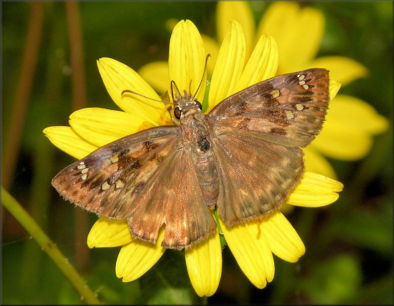 Juvenal's Duskywing [Erynnis juvenalis]