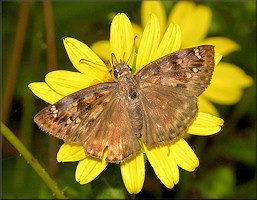 Juvenal's Duskywing [Erynnis juvenalis]