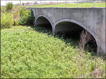 Location Where The First Pomacea Egg Clutch Was Found