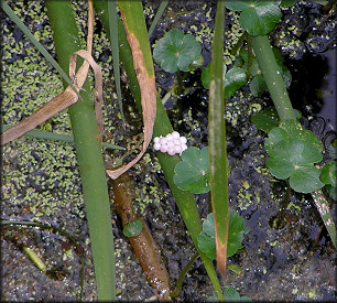 Pomacea Egg Clutch In Situ