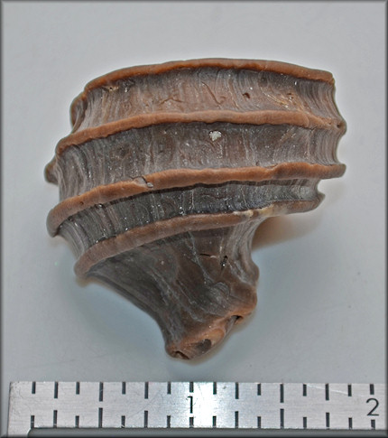 Ecphora quadricostata (Say, 1824) "Four-ridged Ecphora" Fossil