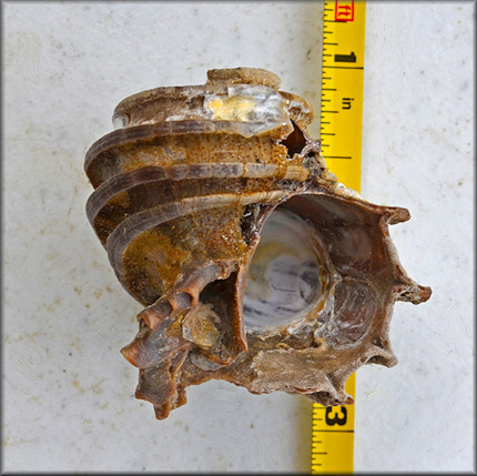 Ecphora quadricostata (Say, 1824) "Four-ridged Ecphora" Fossil