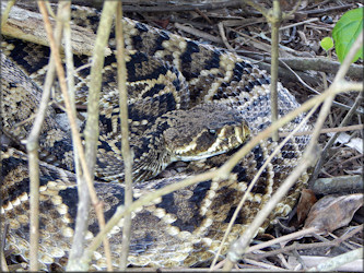 Eastern Diamondback Rattlesnake [Crotalus adamanteus]