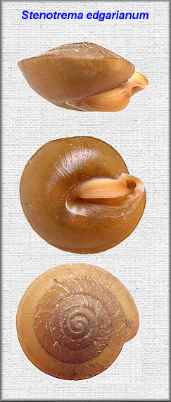  Stenotrema edgarianum (I. Lea, 1841) Sequatchie Slitmouth