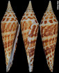 Conus edpetuchi (Monnier, Limpalar, Roux, and Berschauer, 2015)
