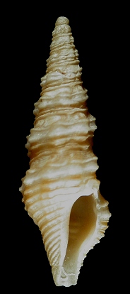 Compsodrillia haliostrephis (Dall, 1889)