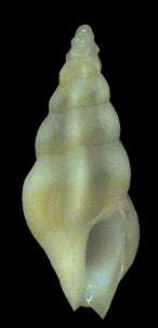 Bellaspira pentagonalis (Dall, 1889)