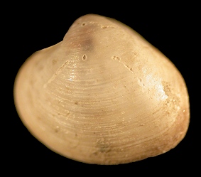 Vesicomya venusta (Dall l885)