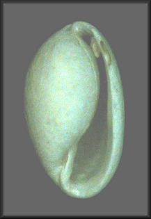 Volvulella paupercula (Watson, 1883)