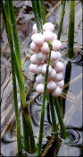 Pomacea paludosa (Say, 1829) Florida Applesnail Eggs In situ