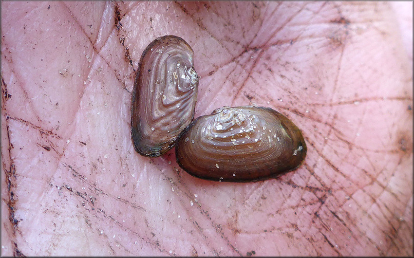 Uniomerus carolinianus (Bosc, 1801) Florida Pondhorn Juvenile (on the right)