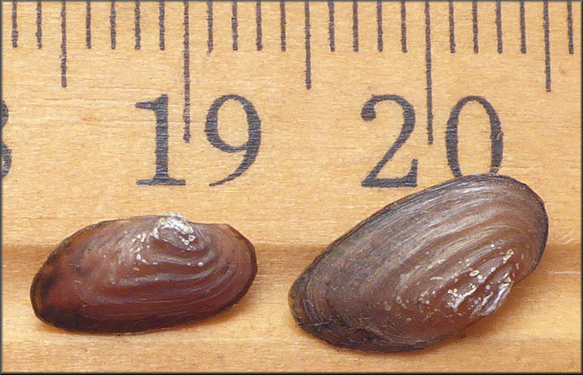 Uniomerus carolinianus (Bosc, 1801) Florida Pondhorn Juvenile (on the right)
