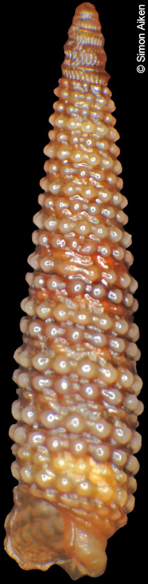 Hedleytriphora elata (Thiele, 1930)