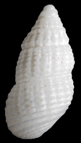 Lirobarleeia chiriquiensis (Olsson and McGinty, 1958)