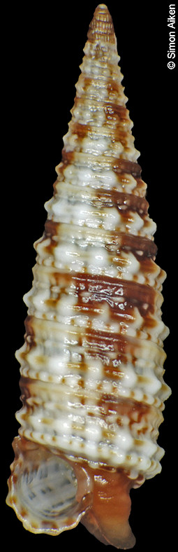 Euthymella elegans (Hinds, 1843)