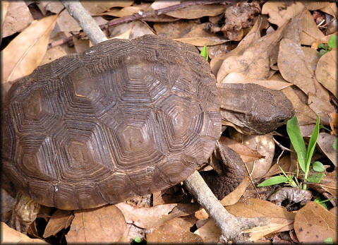 Gopher Tortoise [Gopherus polyphemus]