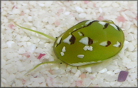 Smaragdia viridis (Linnaeus, 1758) "Emerald Nerite"