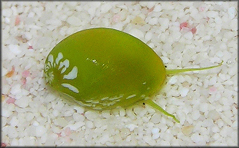 Smaragdia viridis (Linnaeus, 1758) "Emerald Nerite"