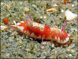  Chromodoris clenchi (Russell, 1935) Harlequin Blue Doris