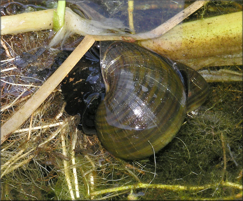 Pomacea paludosa (Say, 1829) Florida Applesnail Mating In situ