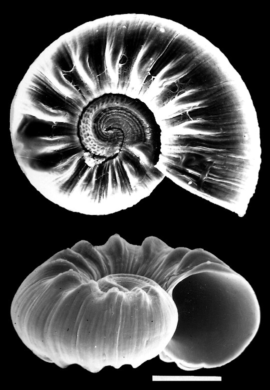 Ammonicera minortalis Roln, 1992 Scanning Electron Micrograph