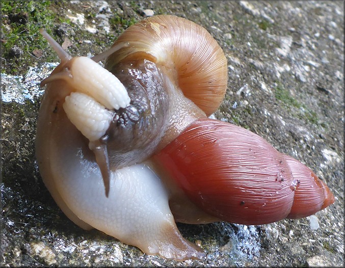 Euglandina rosea (Frussac, 1821) Attacking Mesodon thyroidus (Say, 1817)