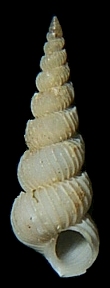 Epitonium turritellula (Mrch, 1874) Little Turret Wentletrap