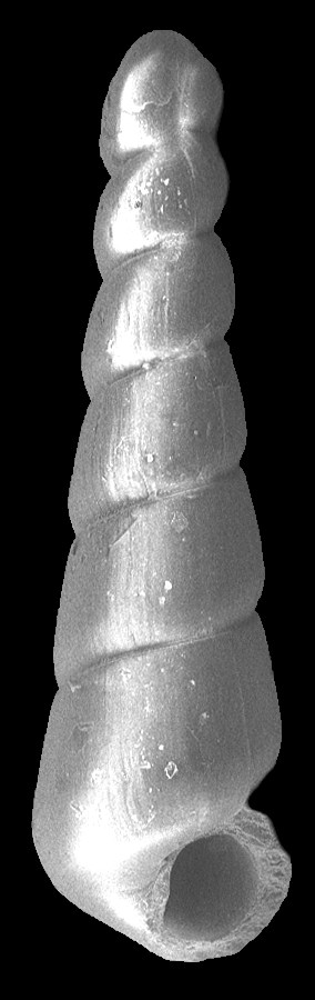 Eulimella tampaensis Bartsch, 1955 Fossil