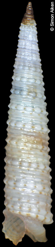 Euthymella bilix (Hinds, 1843)