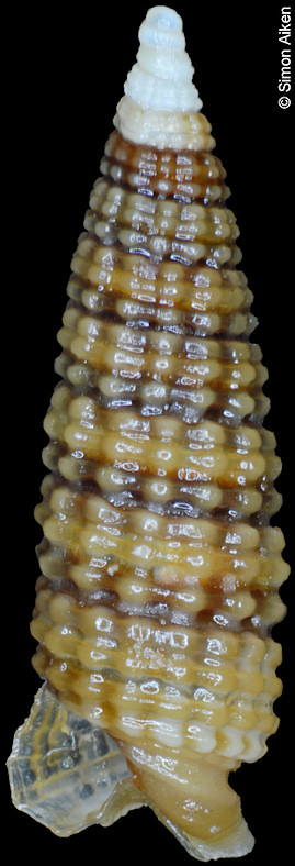 Euthymella isaotakii Kosuge, 1962