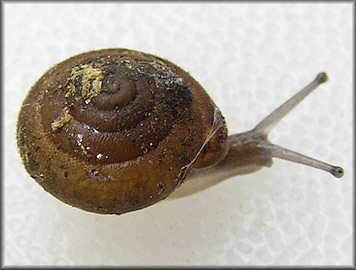  Stenotrema hirsutum (Say, 1817) Hairy Slitmouth