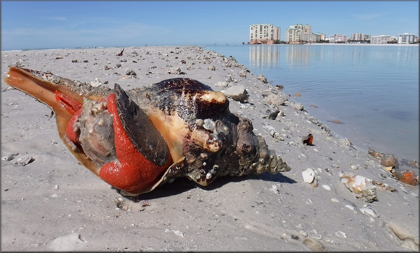 Triplofusus giganteus (Kiener, 1840) Feeding