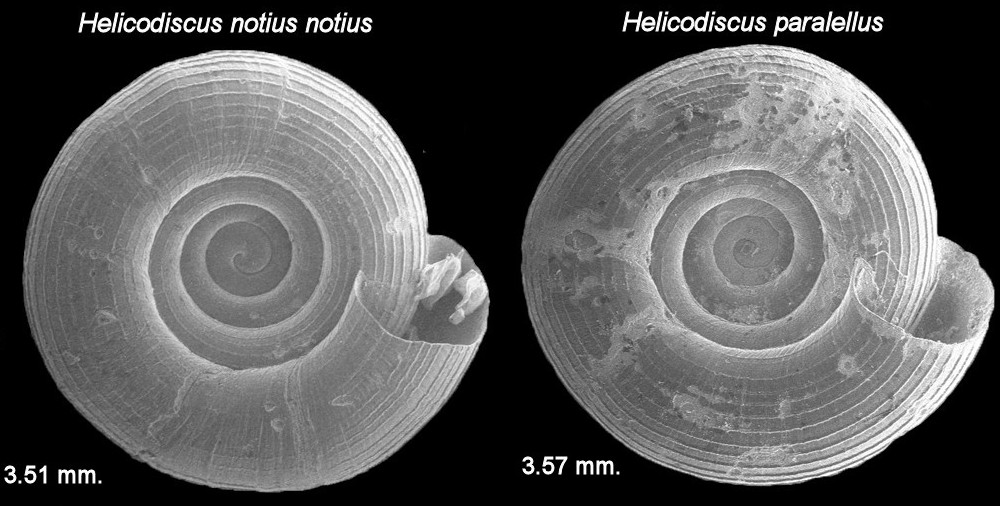 Helicodiscus notius notius and Helicodiscus parallelus