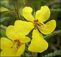 Partridge Pea [Chamaecrista fasciculata]