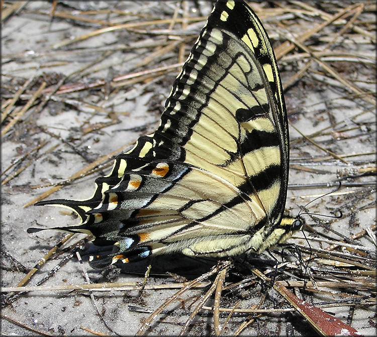 Eastern Tiger Swallowtail [Papilio glaucus]