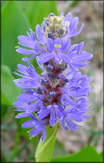 Pickerelweed [Pontederia cordata]