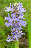 Pickerelweed [Pontederia cordata]