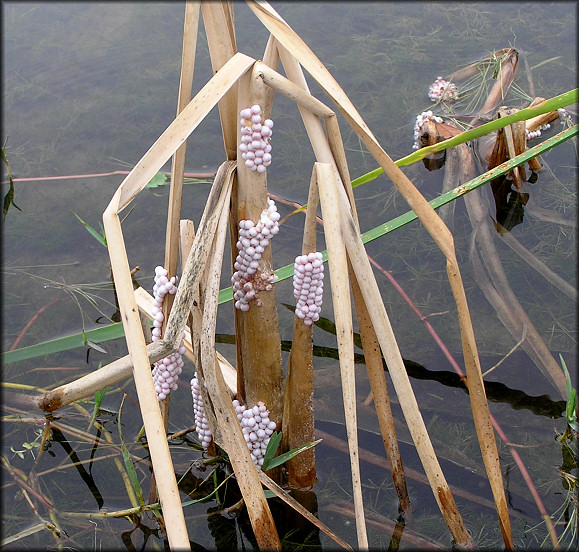 Pomacea paludosa (Say, 1829) Florida Applesnail Eggs In situ