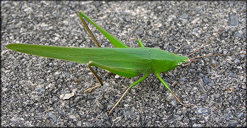 Conehead Katydid [Neoconocephalus species]