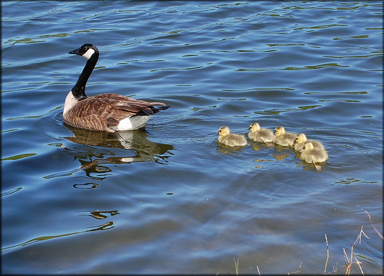 Canada Goose [Branta canadensis]