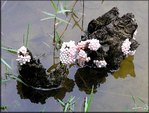 Pomacea Egg Clusters Deposited On Tree Root