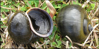 Live Pomacea paludosa from the lake