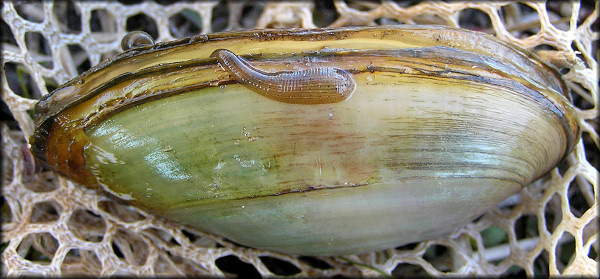 Utterbackia imbecillis (Say, 1829) Paper Pondshell With Leech